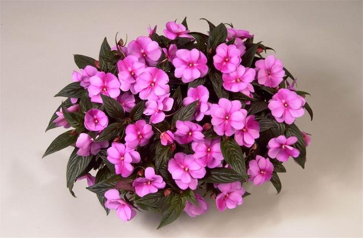 New Guinea Impatiens Celebration Purple Star - View 8 from www redcrocus com