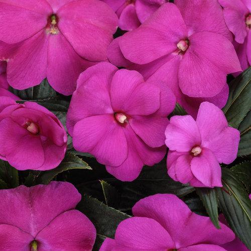 New Guinea Impatiens Celebration Purple Star - View 9 from www redcrocus com