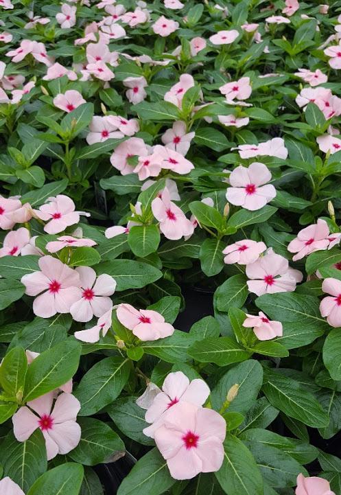 Vinca Cora Cascade Apricot - View 10 from www redcrocus com