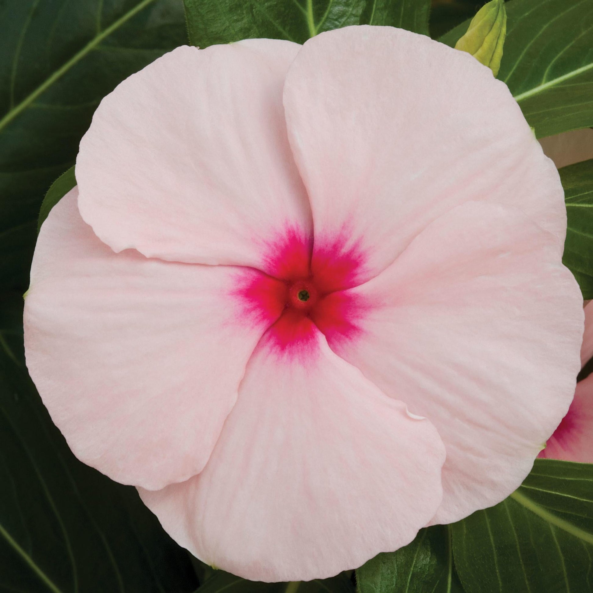 Vinca Cora Cascade Apricot - View 11 from www redcrocus com