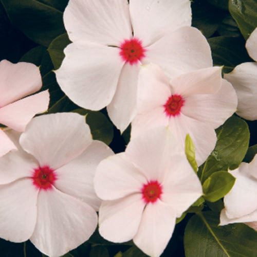 Vinca Cora Cascade Apricot - View 12 from www redcrocus com