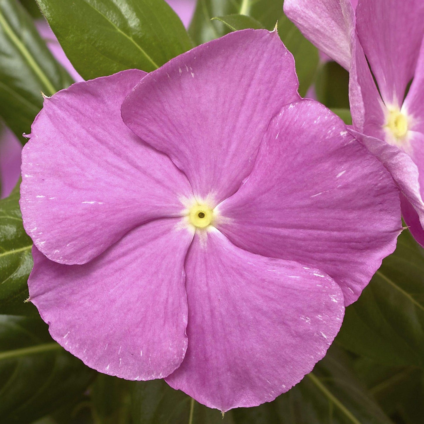 Vinca Cora Cascade Apricot - View 14 from www redcrocus com