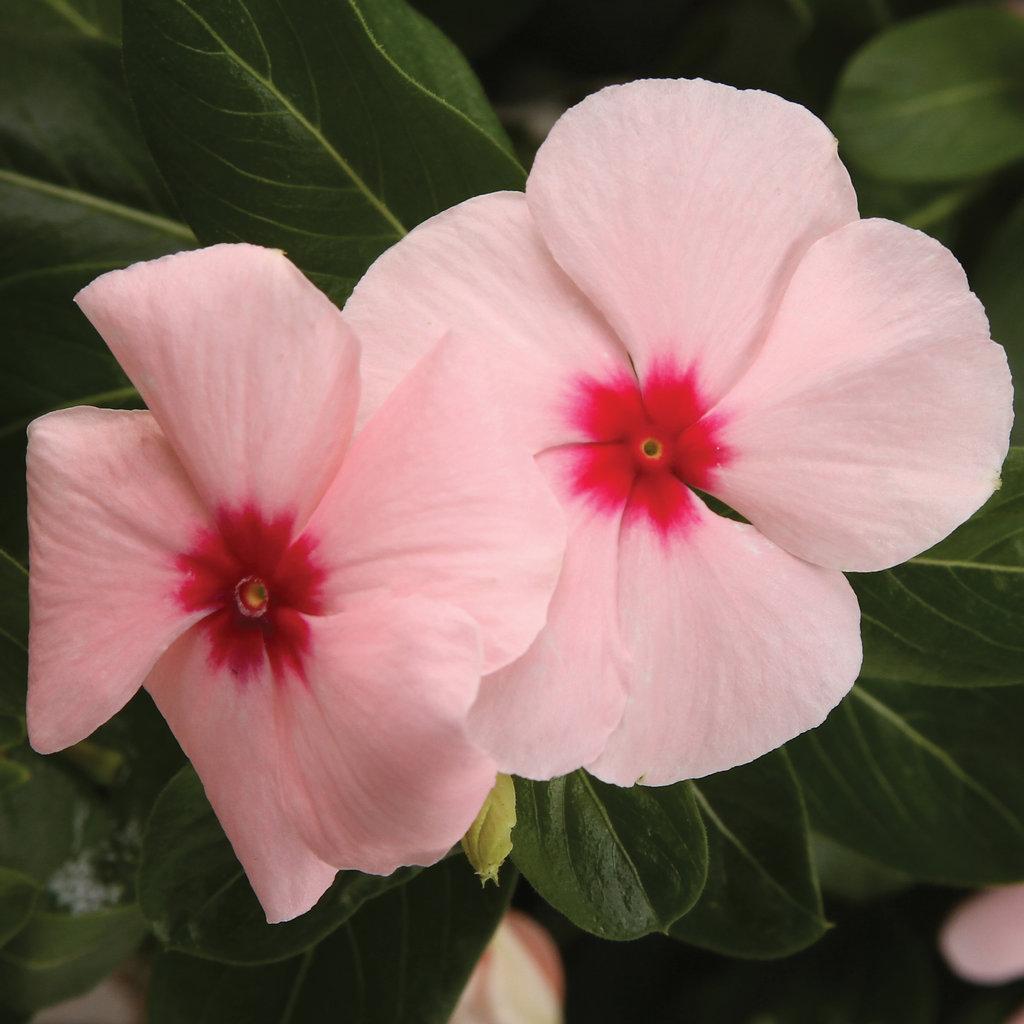 Vinca Cora Cascade Apricot - View 1 from www redcrocus com