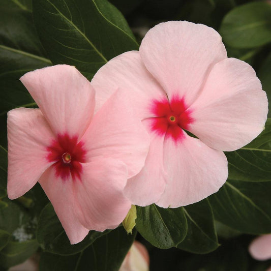 Vinca Cora Cascade Apricot - View 1 from www redcrocus com