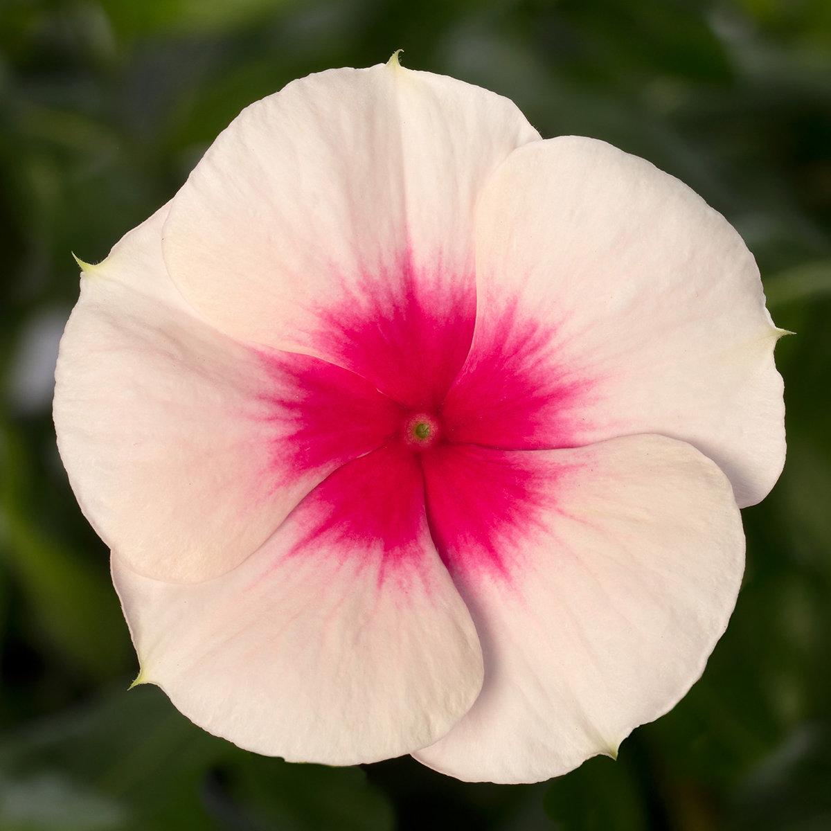 Vinca Cora Cascade Apricot - View 2 from www redcrocus com