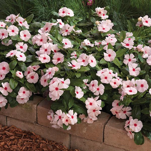 Vinca Cora Cascade Apricot - View 4 from www redcrocus com