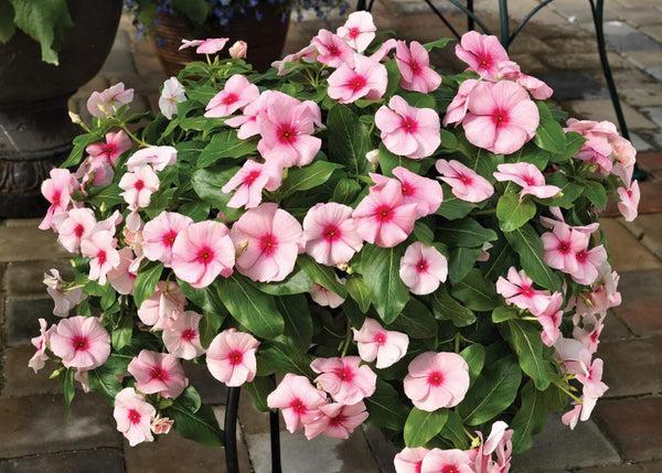 Vinca Cora Cascade Apricot - View 5 from www redcrocus com