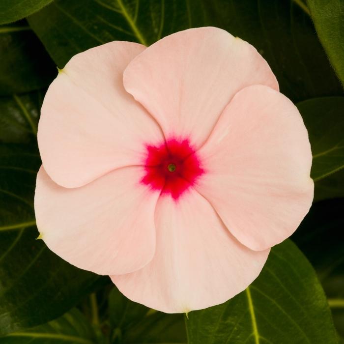 Vinca Cora Cascade Apricot - View 6 from www redcrocus com