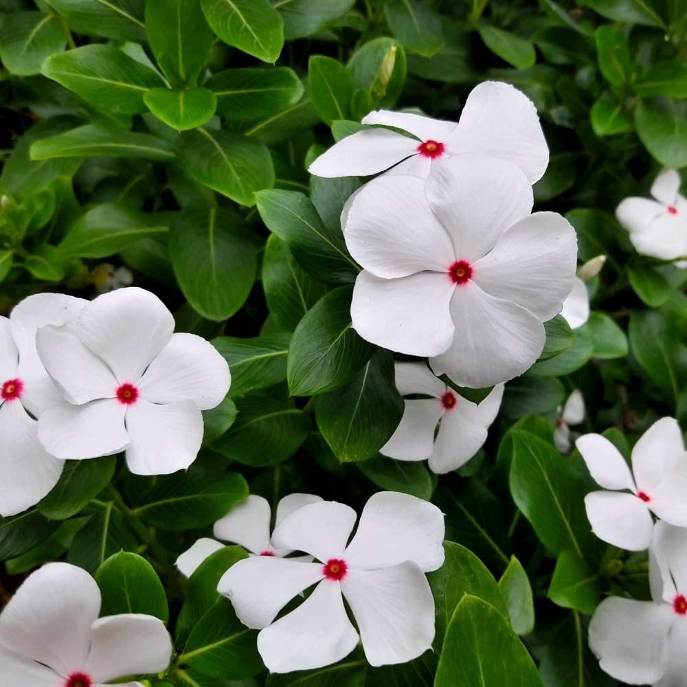 Vinca Cora Cascade Polka Dot - View 10 from www redcrocus com