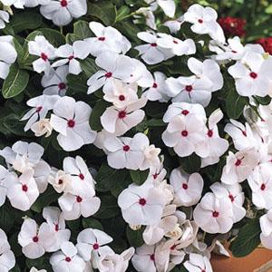 Vinca Cora Cascade Polka Dot - View 11 from www redcrocus com