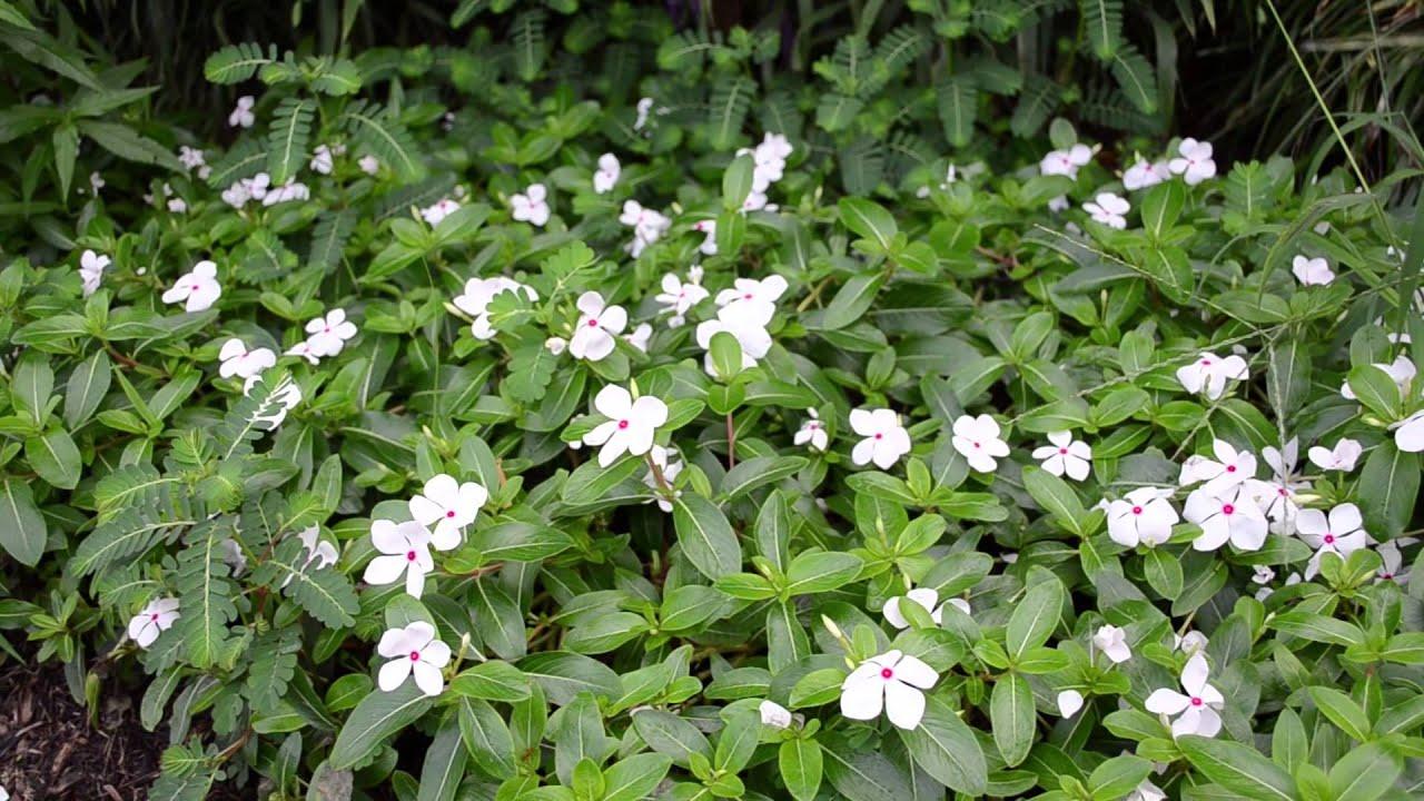 Vinca Cora Cascade Polka Dot - View 12 from www redcrocus com