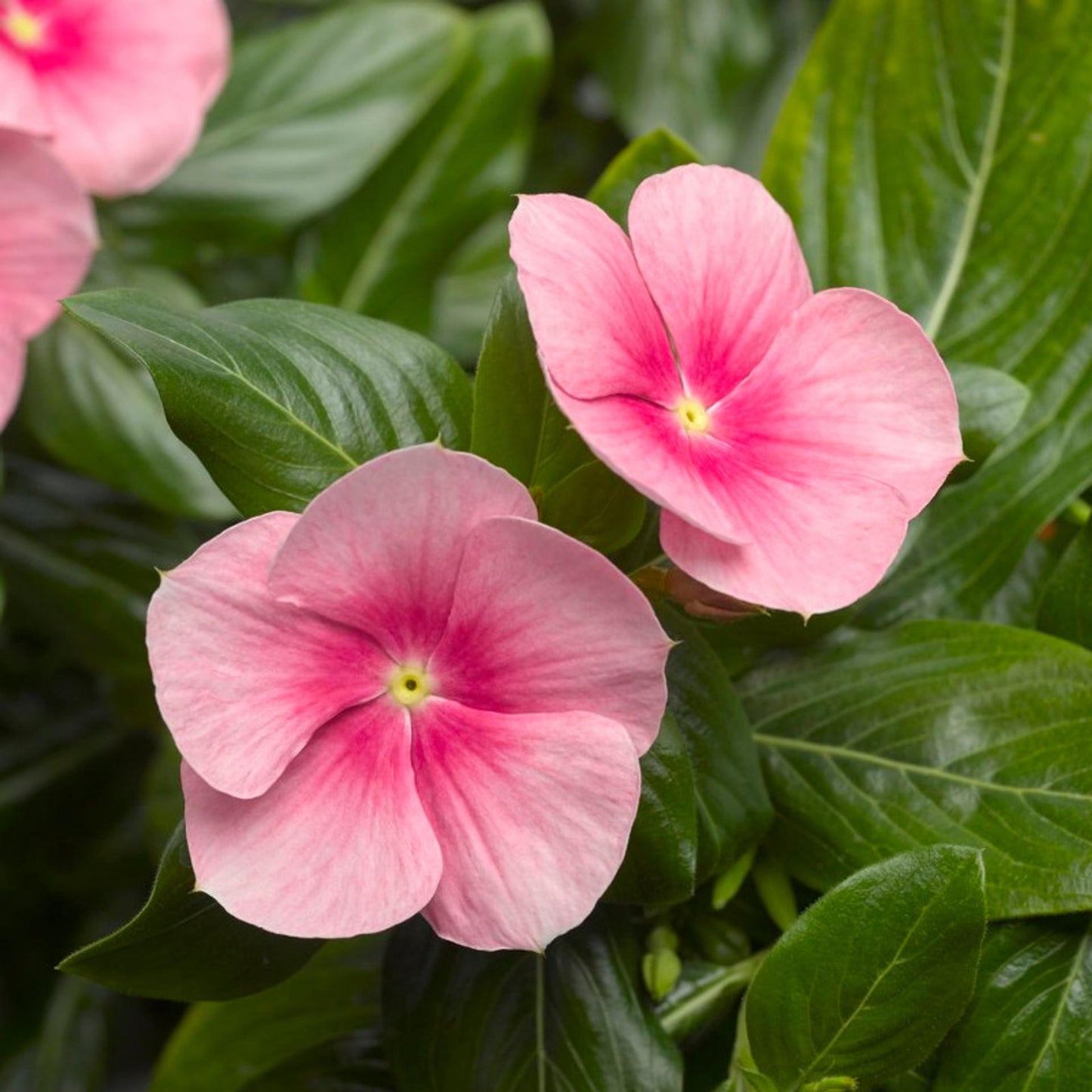 Vinca Cora Cascade Polka Dot - View 13 from www redcrocus com