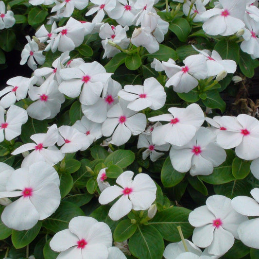Vinca Cora Cascade Polka Dot - View 1 from www redcrocus com