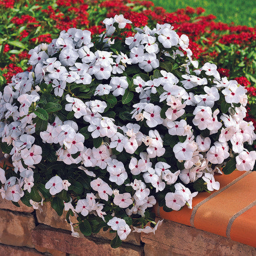 Vinca Cora Cascade Polka Dot - View 2 from www redcrocus com