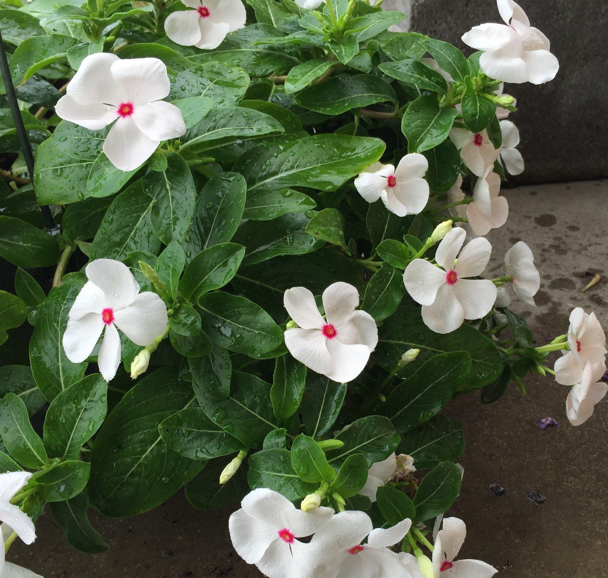 Vinca Cora Cascade Polka Dot - View 3 from www redcrocus com