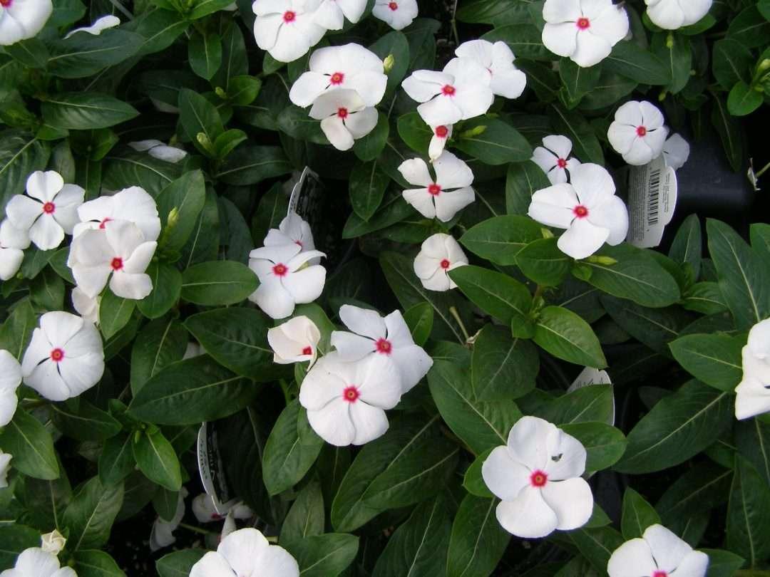 Vinca Cora Cascade Polka Dot - View 4 from www redcrocus com