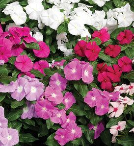 Vinca Cora Cascade Polka Dot - View 5 from www redcrocus com