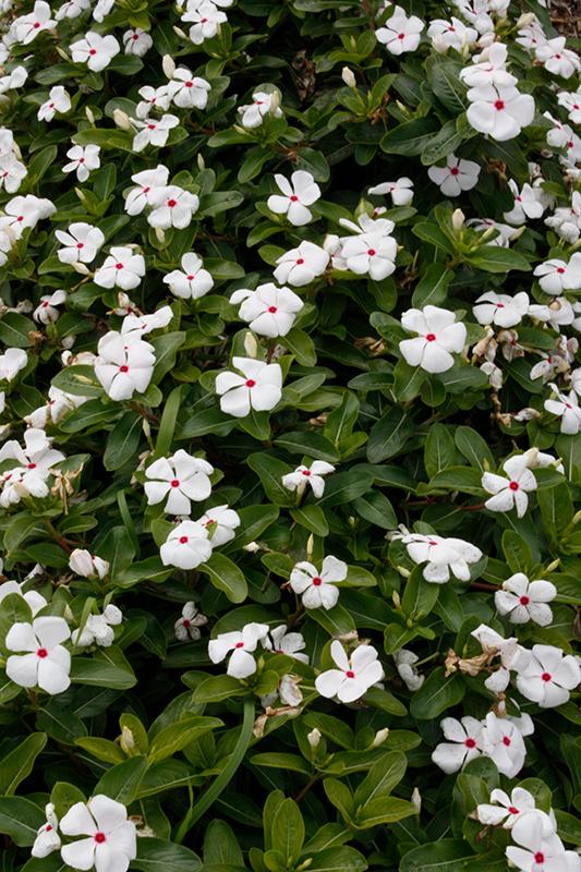 Vinca Cora Cascade Polka Dot - View 6 from www redcrocus com