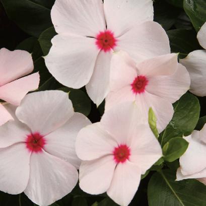 Vinca Cora Cascade Polka Dot - View 8 from www redcrocus com