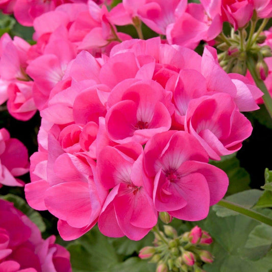 Geranium Interspecific Ivy Zonal Calliope Hot Pink - View 10 from www redcrocus com