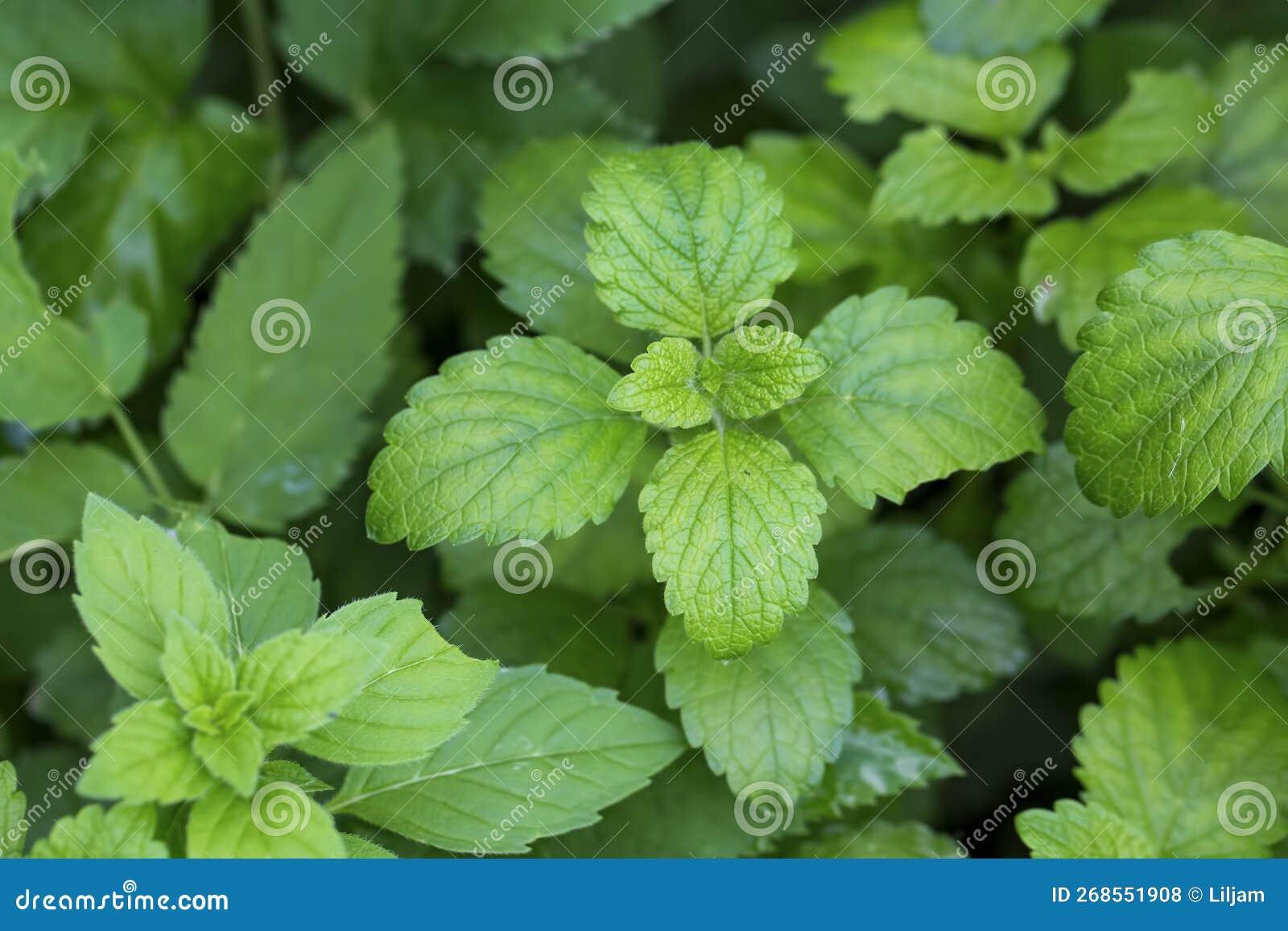 Q001 Herb Melissa Officinalis Lemon Balm 10 Ec00a562 Ab33 4baf 981a 237a22560d8a from www redcrocus com