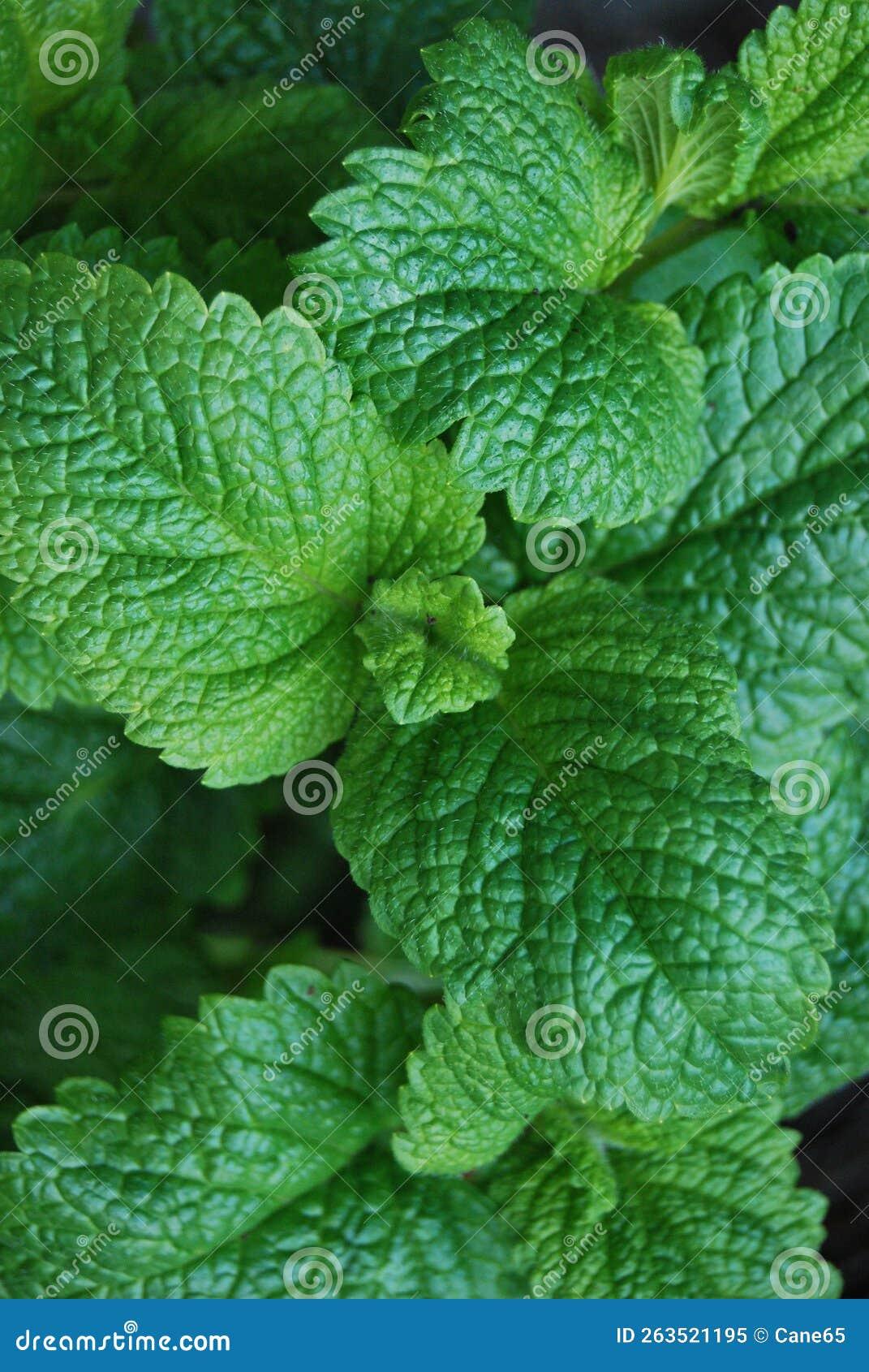Q001 Herb Melissa Officinalis Lemon Balm 12 Ca7ee6b9 167a 4a27 Beda D1f8d5bba4b9 from www redcrocus com