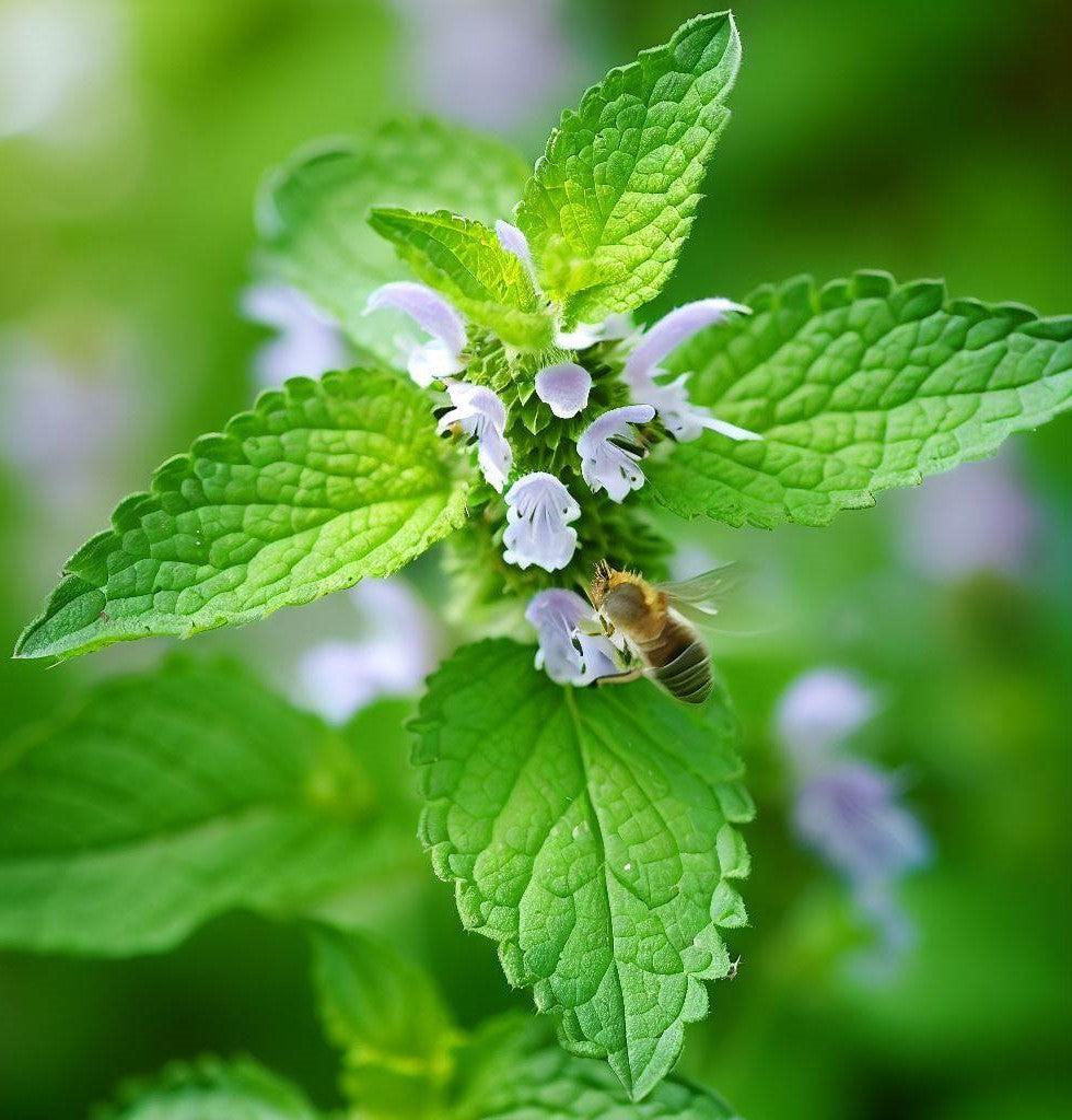 Q001 Herb Melissa Officinalis Lemon Balm 17 7ca1a2a4 5892 4ee4 A0a7 14be434a9040 from www redcrocus com