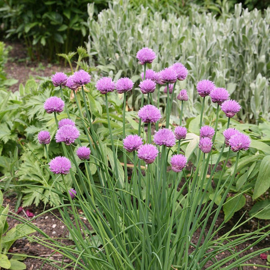 Q004 Herb Allium Schoenoprasum Chives - View 15 from www redcrocus com