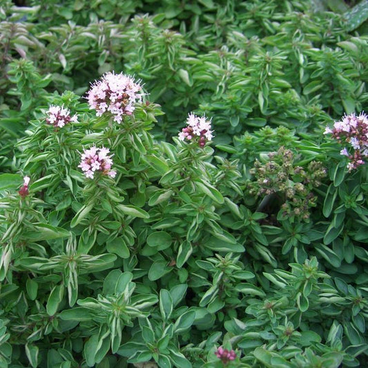 Q007 Herb Origanum Vulgare Common Oregano - View 12 from www redcrocus com