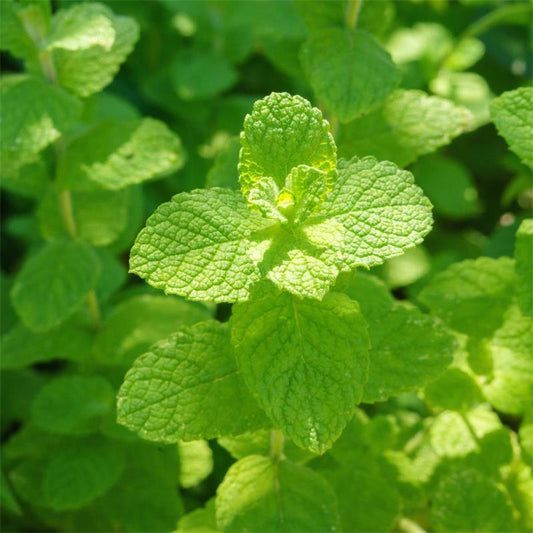 Q018 Herb Mentha Suaveolens Apple Mint - View 16 from www redcrocus com