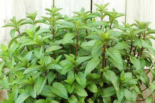 Q020 Herb Mentha Piperita V  Citrata Orange Mint - View 11 from www redcrocus com