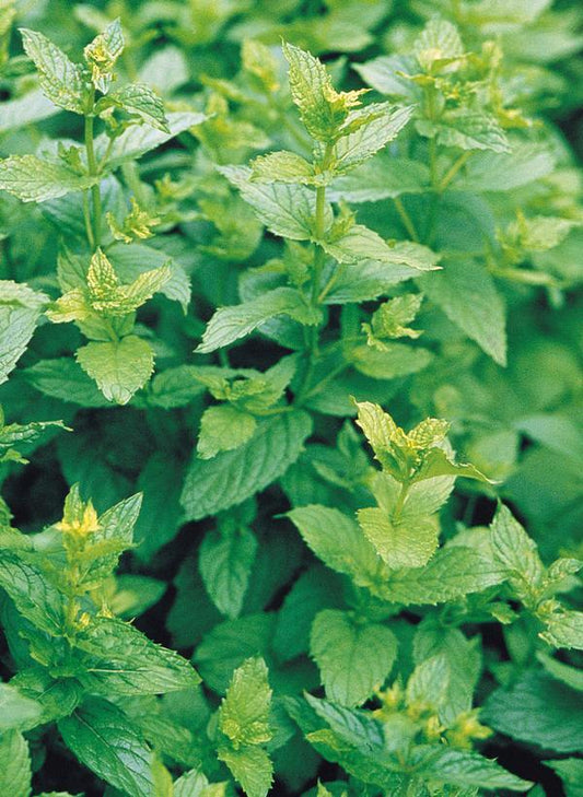 Q021 Herb Mentha Piperita Peppermint - View 10 from www redcrocus com