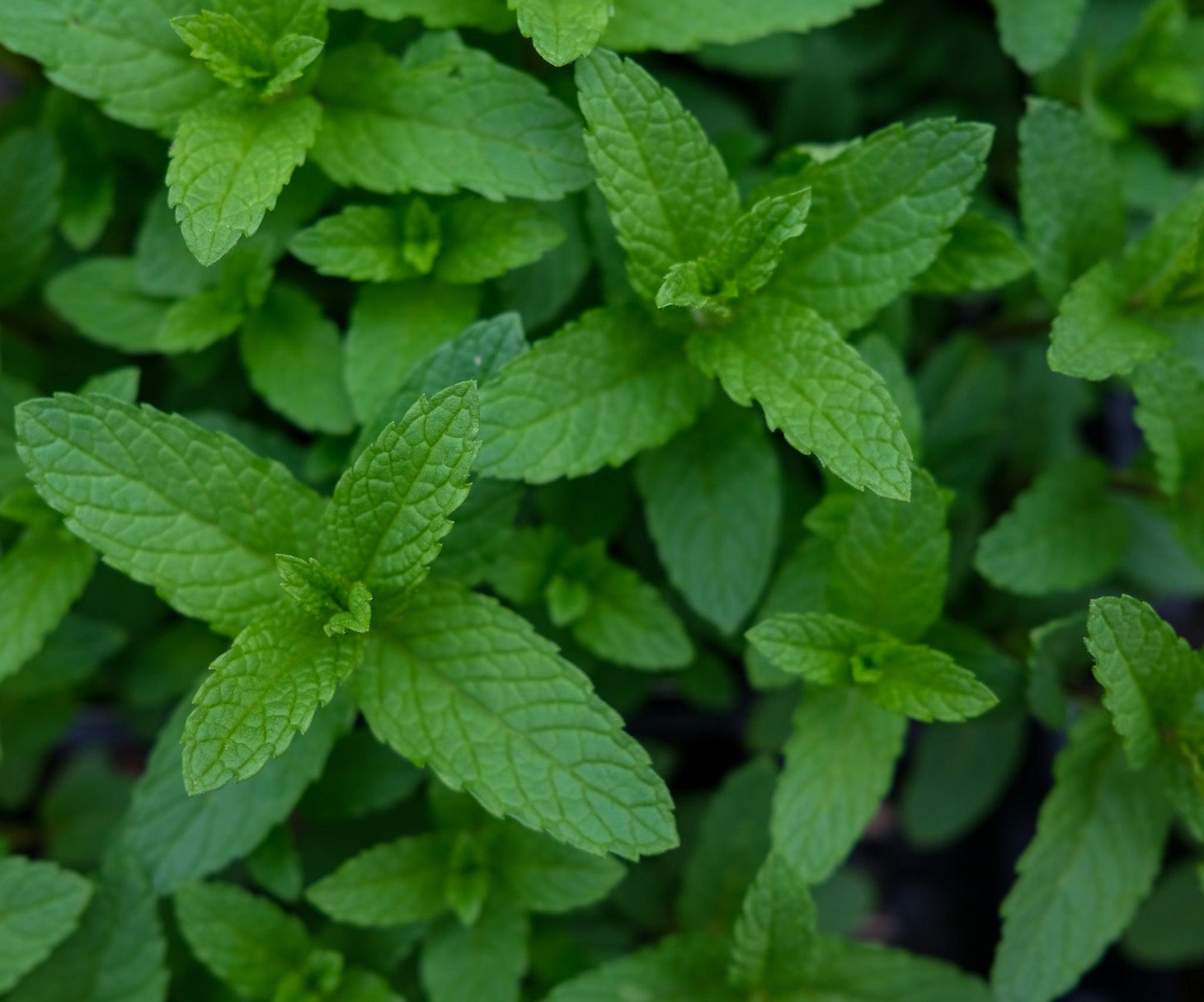 Q023 Herb Mentha Spicata Kentucky Colonel Spearmint 10 C061c786 9e99 41e6 8b35 Ad552d719f0e from www redcrocus com