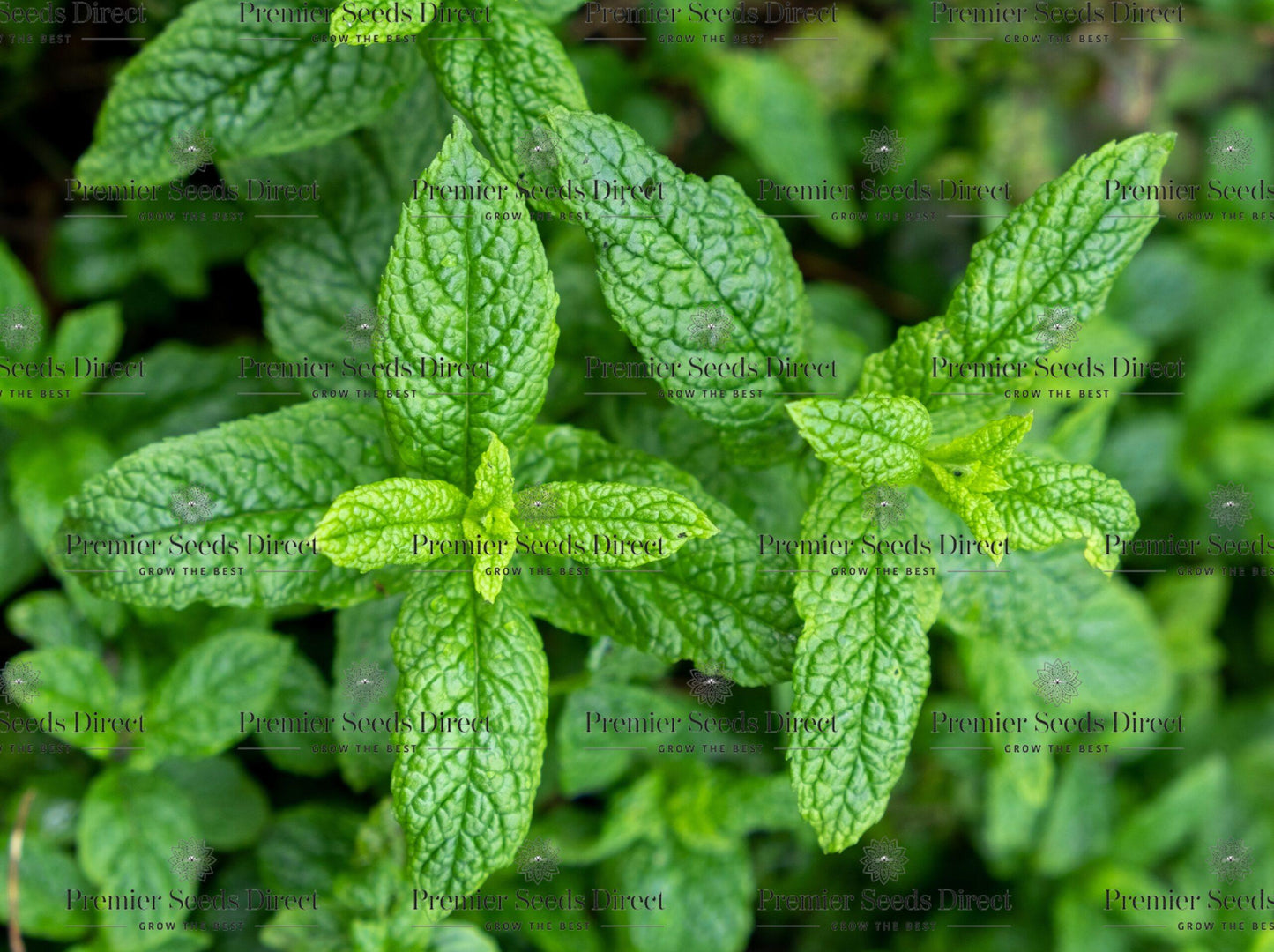 Q023 Herb Mentha Spicata Kentucky Colonel Spearmint 12 Cc714d31 D752 474b 8bec 09ef3a2f1a3e from www redcrocus com