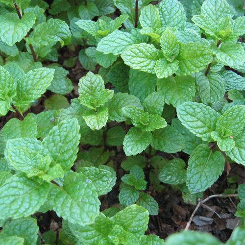 Q023 Herb Mentha Spicata Kentucky Colonel Spearmint 16 C1d2bcff 27c2 4239 A49a B19c365f68b7 from www redcrocus com