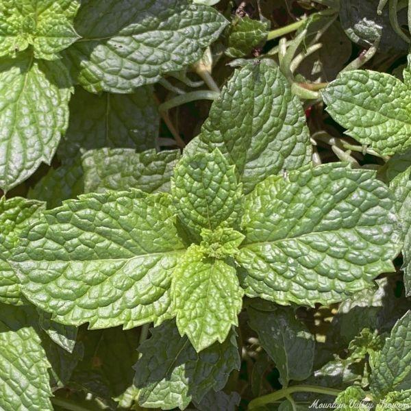Q023 Herb Mentha Spicata Kentucky Colonel Spearmint 1 B3bbe2cc 0975 4b31 A7c0 97afe468f2ac from www redcrocus com