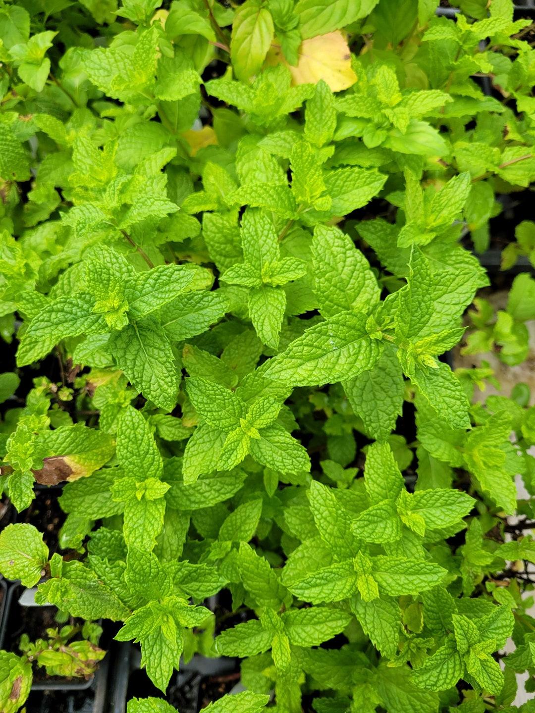 Q023 Herb Mentha Spicata Kentucky Colonel Spearmint 2 85cca50a 0d01 477d Ae34 909cc7a957fe from www redcrocus com