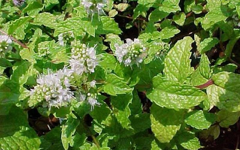 Q023 Herb Mentha Spicata Kentucky Colonel Spearmint 5 68ebc443 F064 4fc0 B877 Ad0250c103af from www redcrocus com