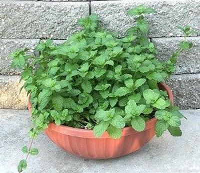 Q023 Herb Mentha Spicata Kentucky Colonel Spearmint 6 2d73ccc1 A585 4ad1 Ad70 E30b8ed9749c from www redcrocus com