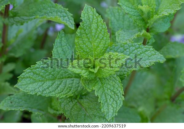 Q023 Herb Mentha Spicata Kentucky Colonel Spearmint 8 86b5c1f4 5ae8 411c 8347 6f15ceee998e from www redcrocus com