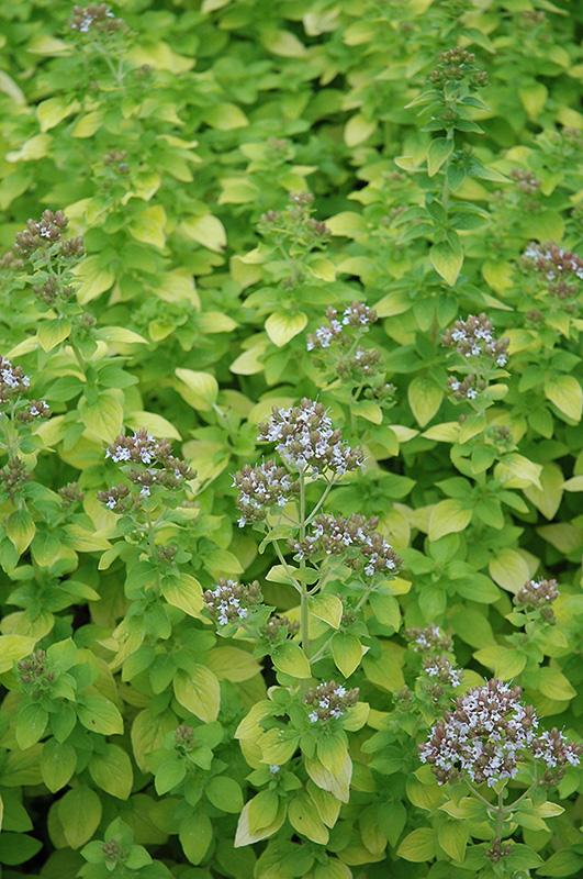Q024 Herb Origanum Vulgare Aureum Golden Oregano - View 10 from www redcrocus com