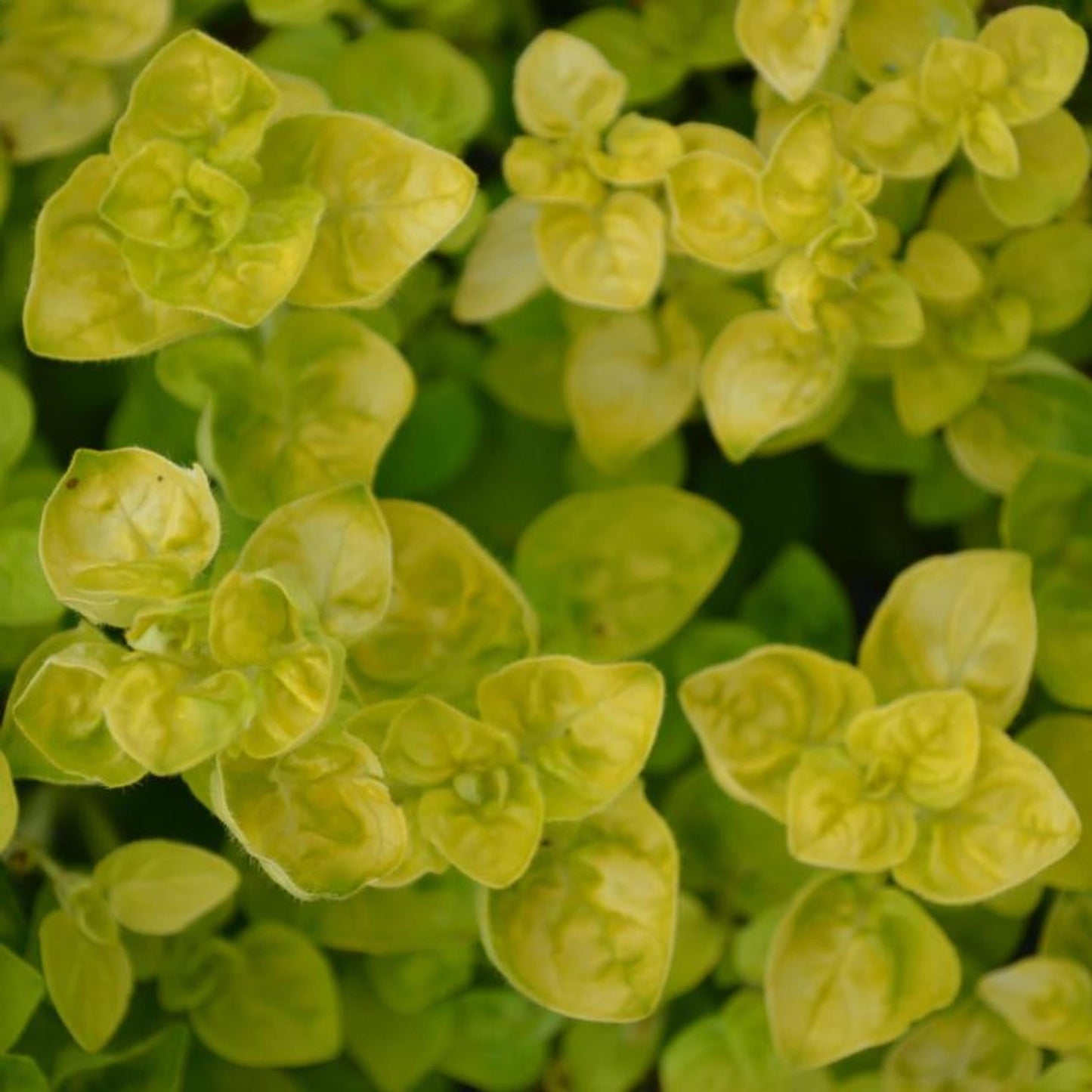 Q024 Herb Origanum Vulgare Aureum Golden Oregano - View 12 from www redcrocus com