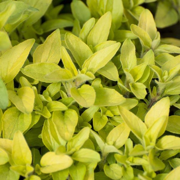Q024 Herb Origanum Vulgare Aureum Golden Oregano - View 2 from www redcrocus com