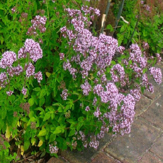 Q025 Herb Origanum Vulgare Hirtum Greek Oregano - View 13 from www redcrocus com