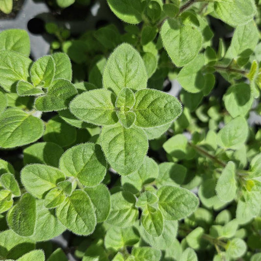 Q027 Herb Origanum X Majoricum Italian Oregano - View 12 from www redcrocus com