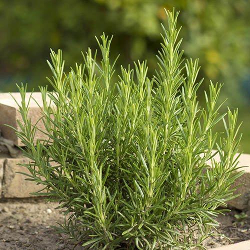 Q029 Herb Rosmarinus Officinalis Rosemary Upright - View 10 from www redcrocus com