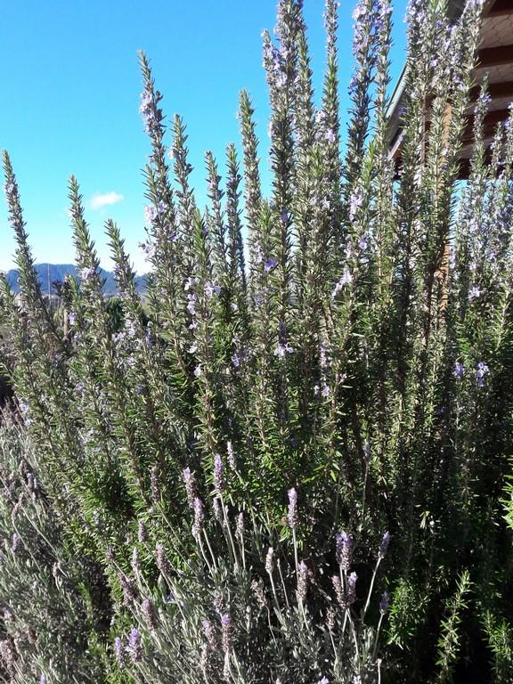 Q029 Herb Rosmarinus Officinalis Rosemary Upright - View 12 from www redcrocus com
