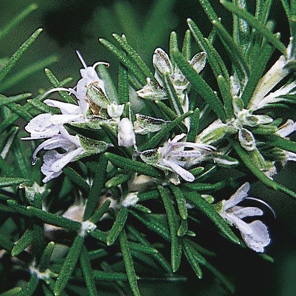 Q029 Herb Rosmarinus Officinalis Rosemary Upright 15 Ced3fbcb 795a 4815 Aac5 85529d3ce175 from www redcrocus com