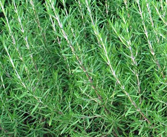 Q029 Herb Rosmarinus Officinalis Rosemary Upright - View 17 from www redcrocus com