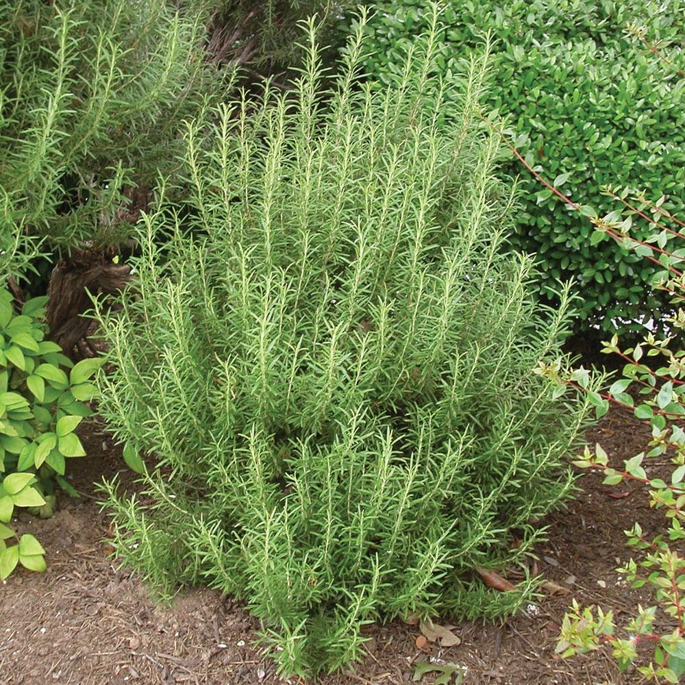 Q029 Herb Rosmarinus Officinalis Rosemary Upright 1 5d640af5 8bdf 4ed6 82b6 80443609ac6e from www redcrocus com